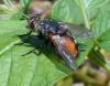 Peleteria rubescens